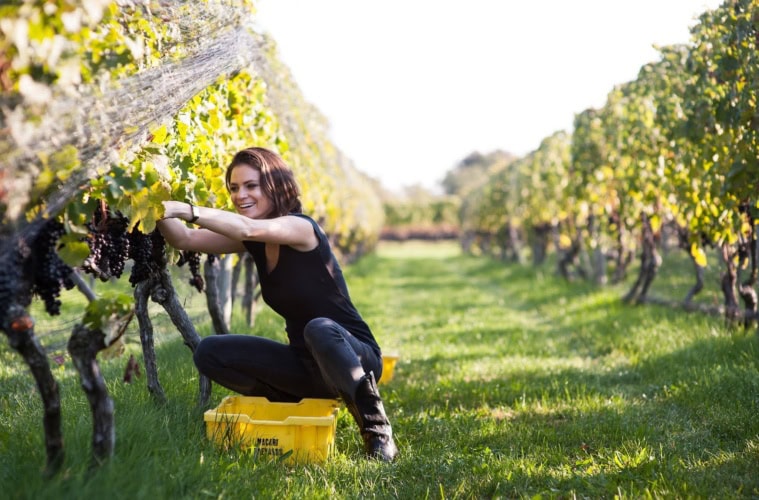 Macari Vineyards in Long Island