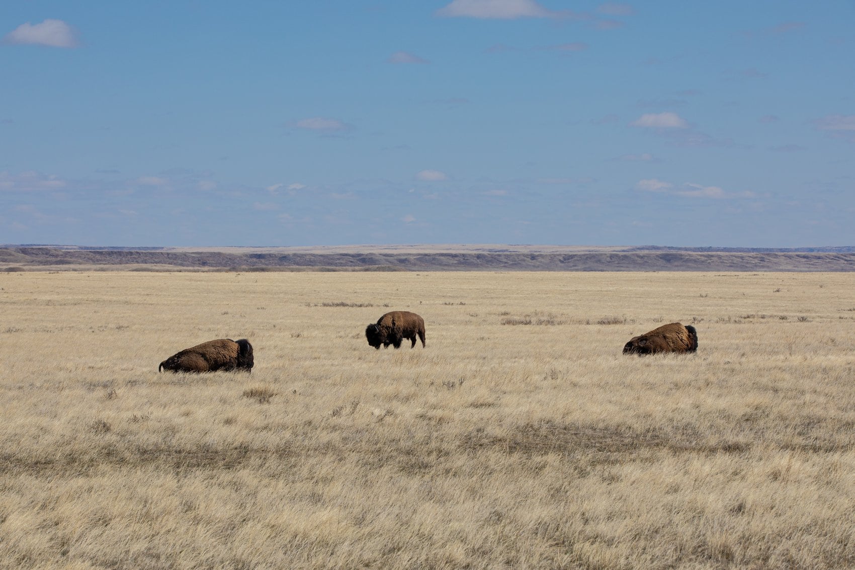 Wild & frei – Bisons streifen durch die endlose Prärie des Grasslands National Park. Ein echtes Kanada-Erlebnis!