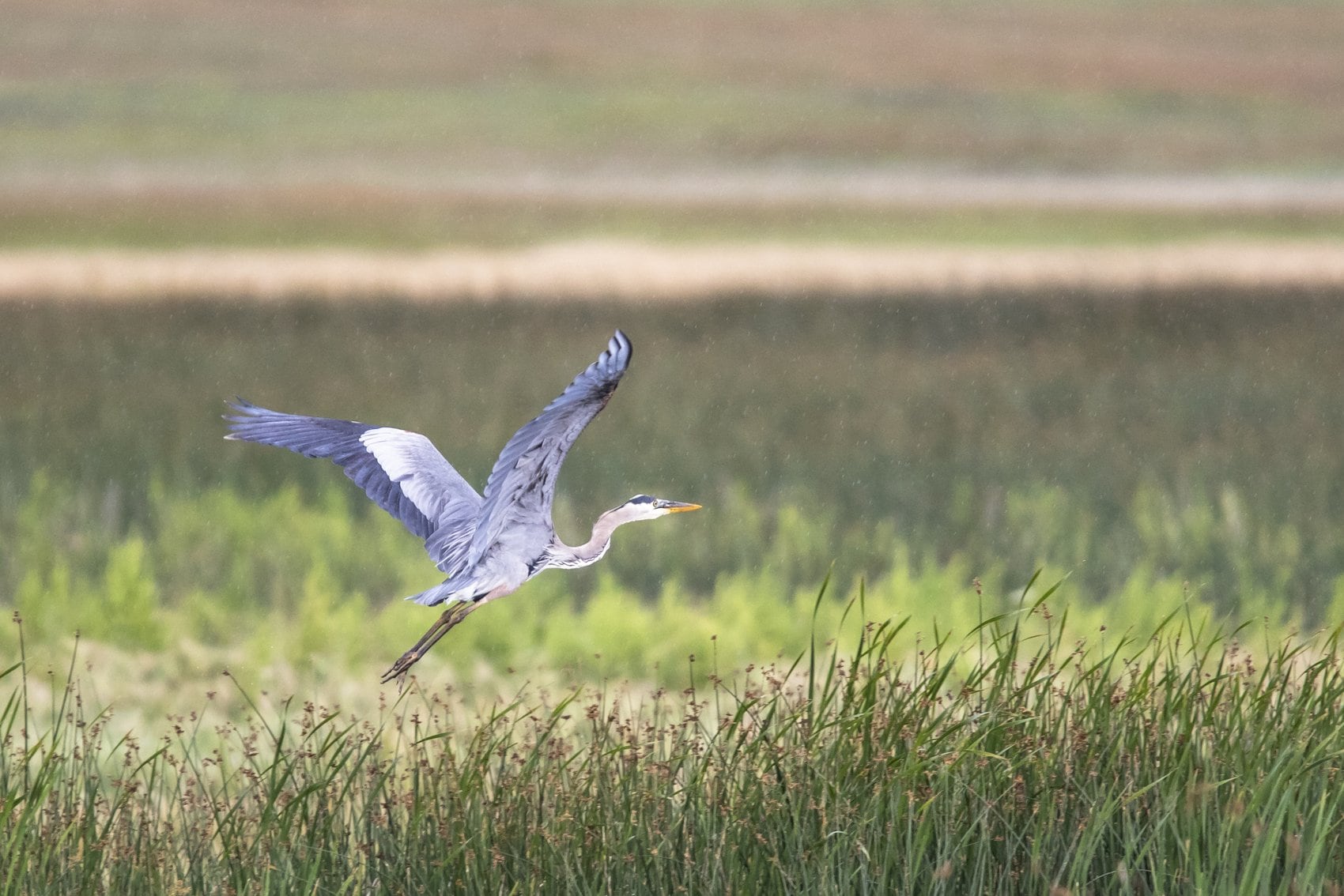 Great Blue Heron auf den Wiesen von Saskatchewan: I Foto: Neill Zeller Photography