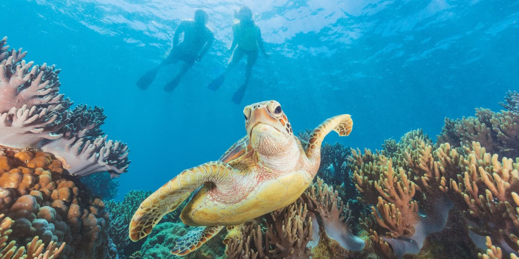 Eine Schildkröte schwimmt durch das Great Barrier Reef.