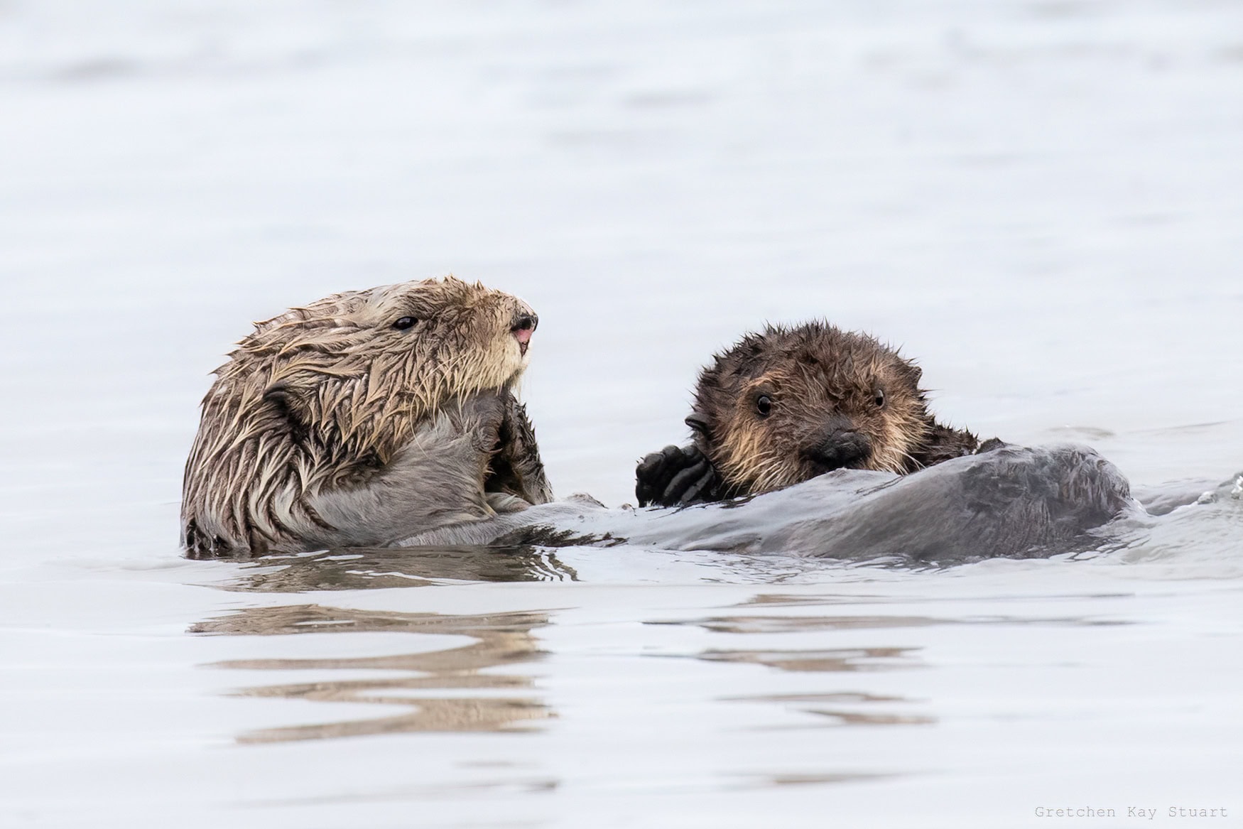 -the-beaver-state-welche-tiere-in-oregon-noch-zuhause-sind