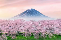 Berg Fuji in Japan vor Kirschblüten