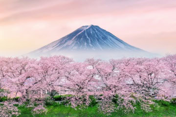 Berg Fuji in Japan vor Kirschblüten