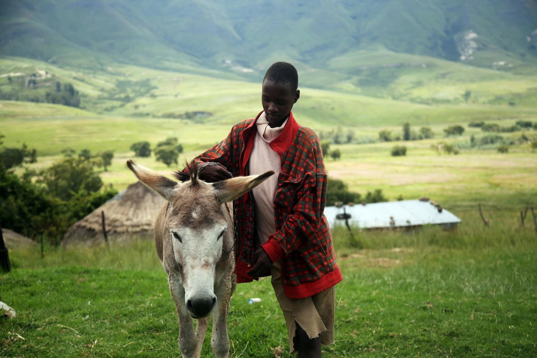 Ein Junge mit einem Esel in Lesotho.
