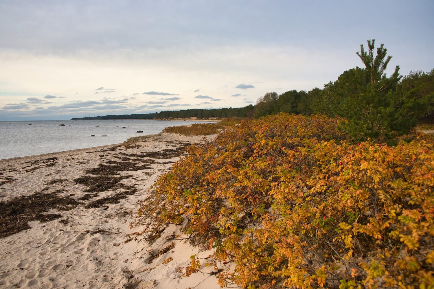 Strand in Estland