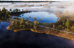 Moorlandschaft in Estland