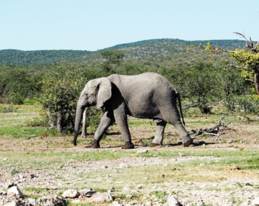 Elefant in den Etosha Heights