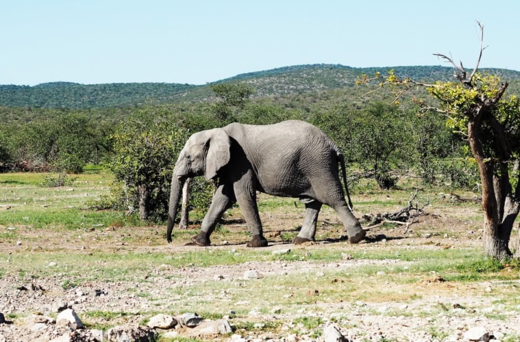 Elefant in den Etosha Heights