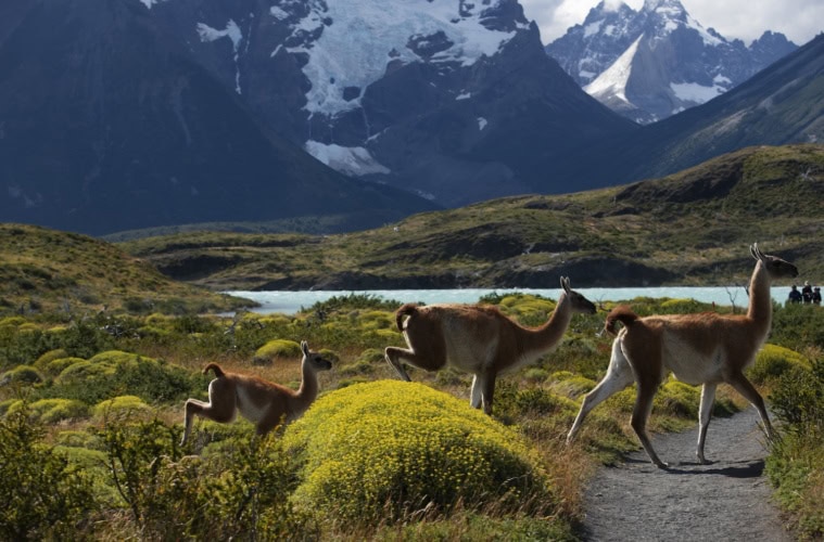 Lamas beim Trekking in Patagonien