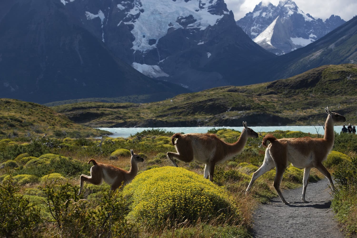 Lamas beim Trekking in Patagonien