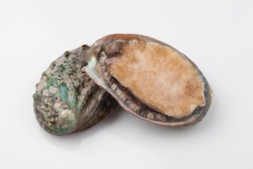 Frisch geöffnete Abalone mit Schale
