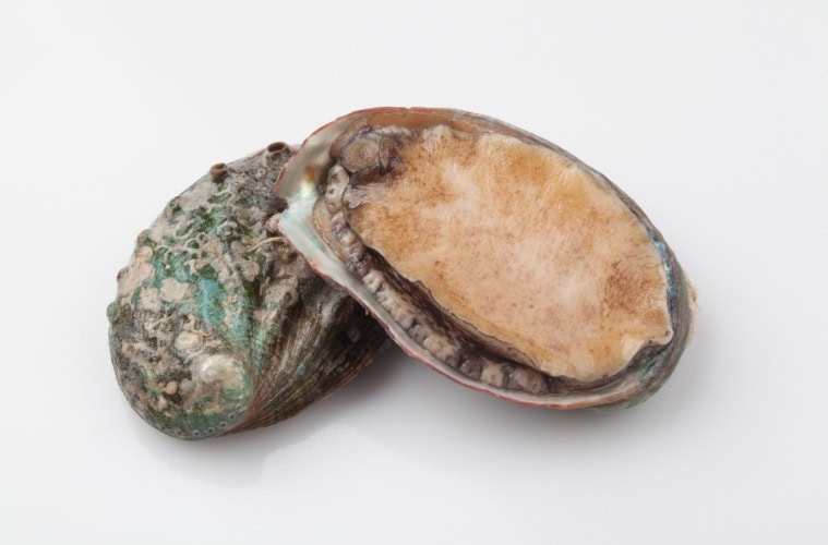 Frisch geöffnete Abalone mit Schale