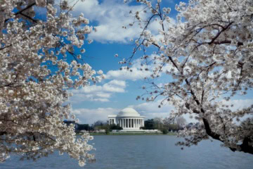 Capitol in Washington DC im Frühling