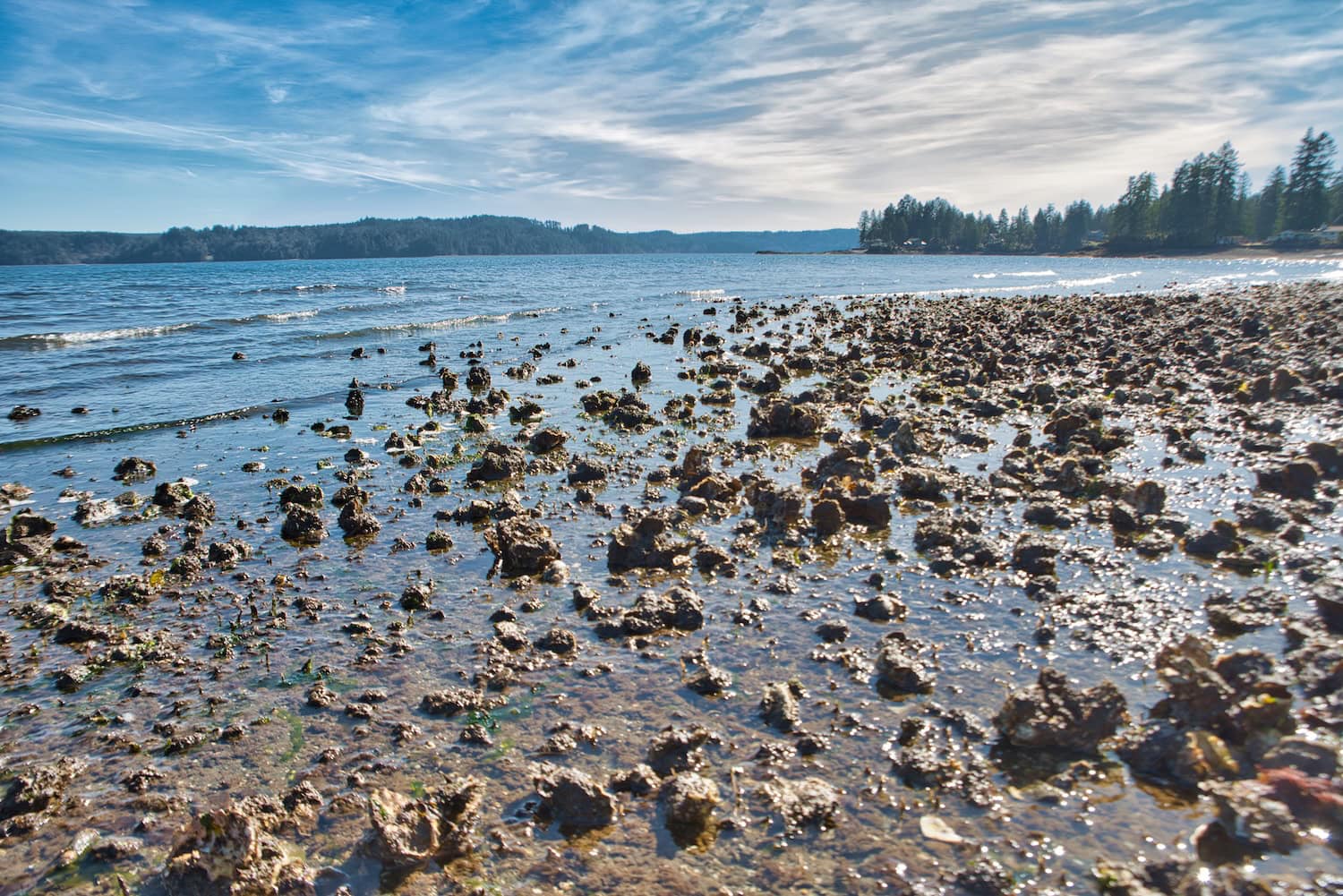 Austern am Strand bei Seattle