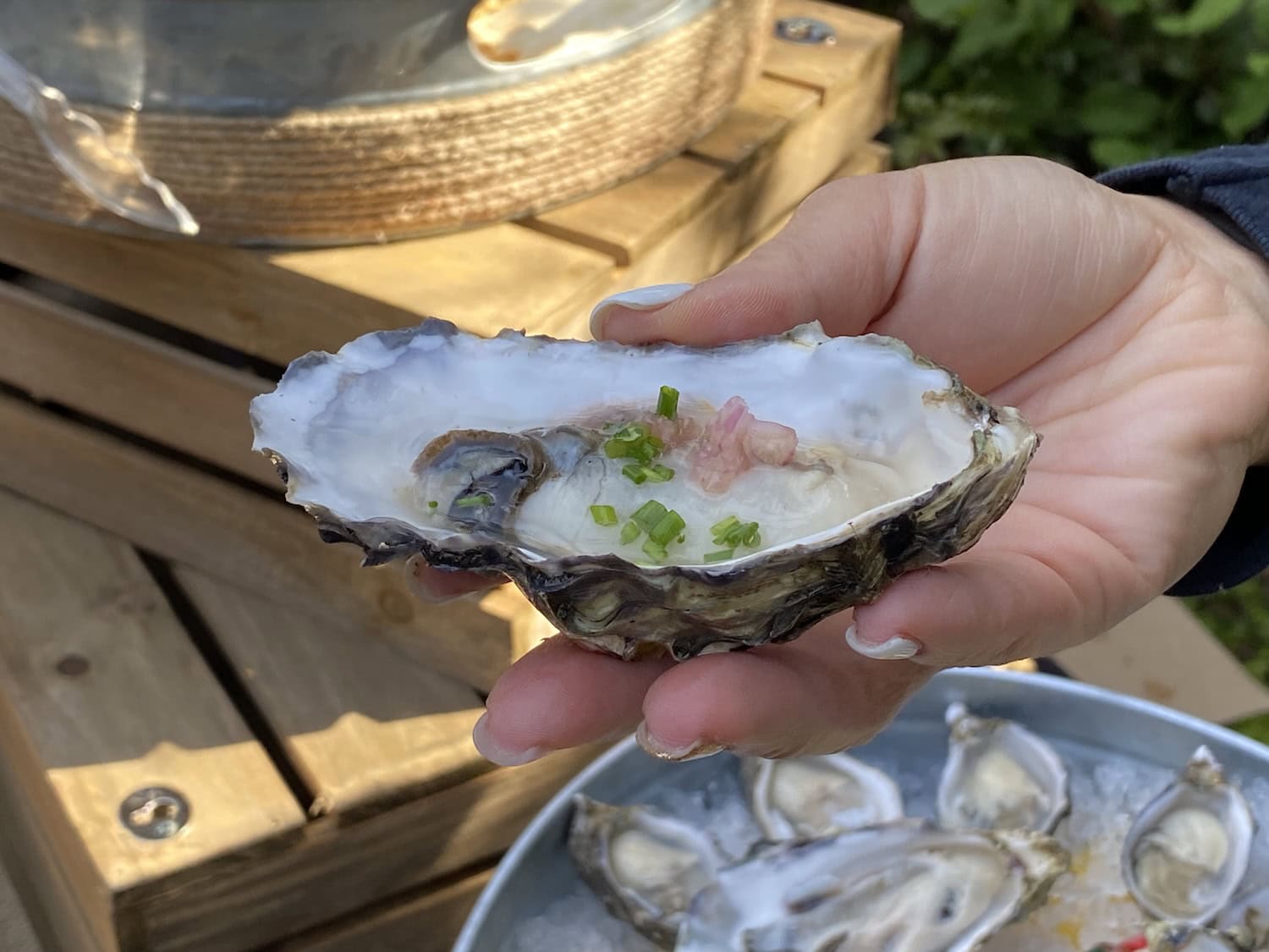 Austern der Westcott Bay Shellfish & Co bei Seattle