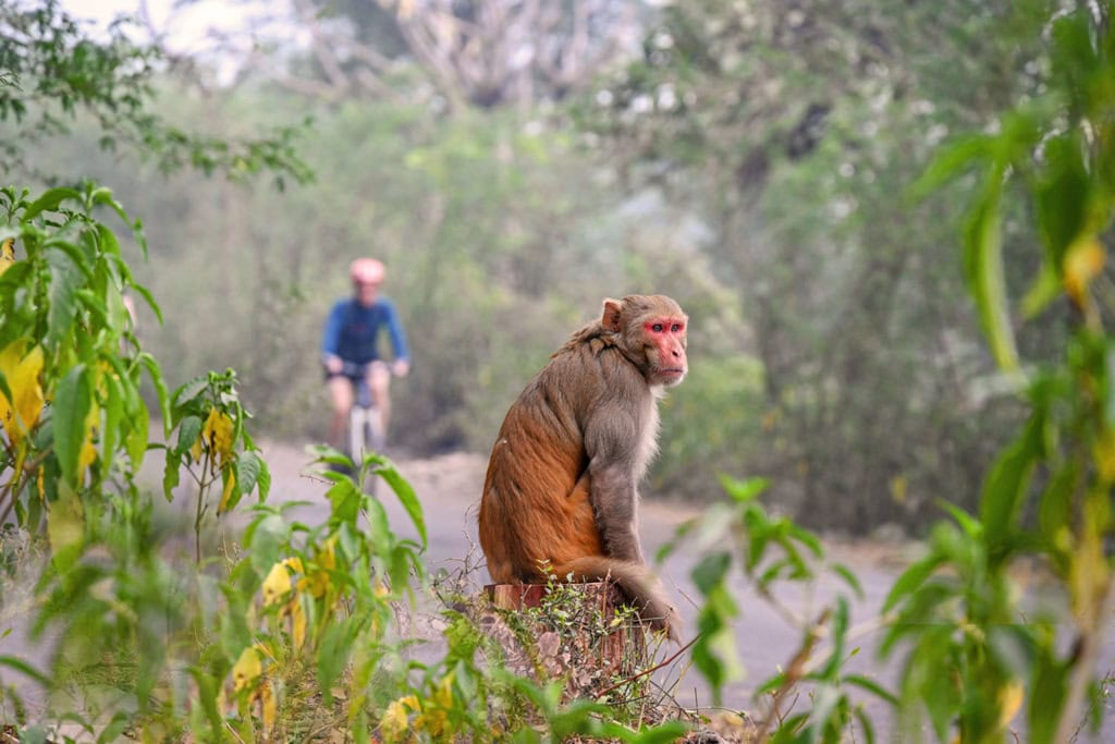 Affe bei einer Rundreise durch Rajasthan