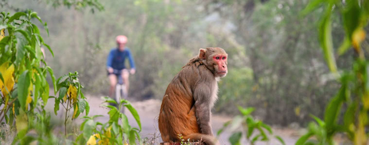 Affe bei einer Rundreise durch Rajasthan