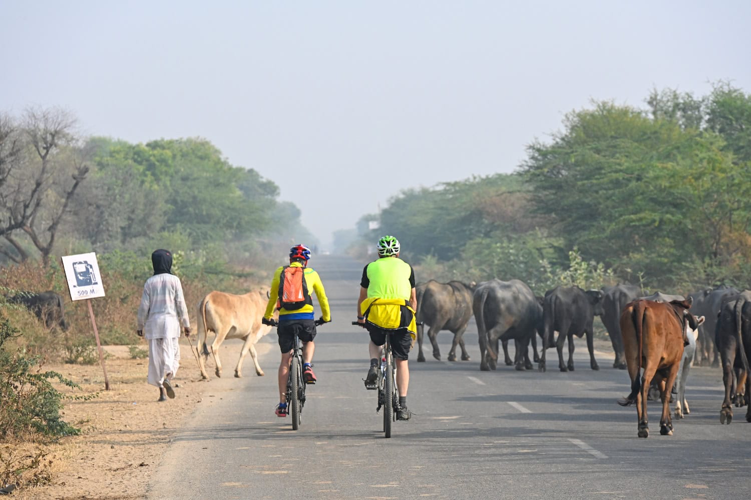 Kühe auf der Straße bei einer Fahrradtour durch Rajasthan