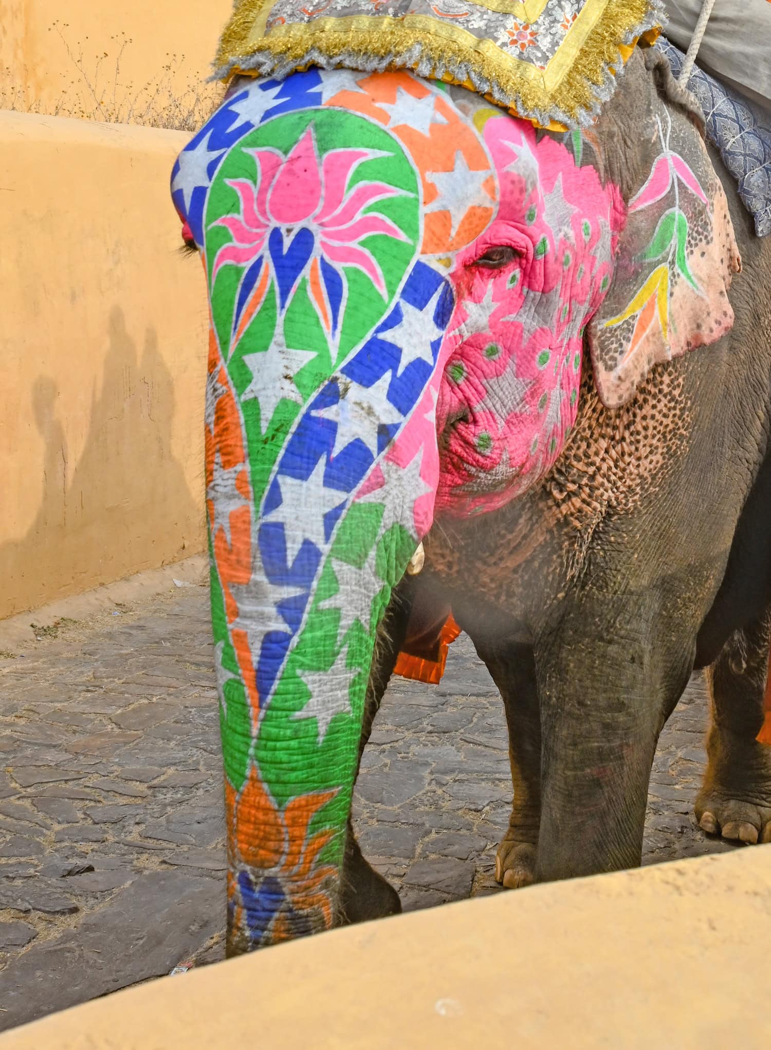 Elefanten am Fort Amber in Jaipur