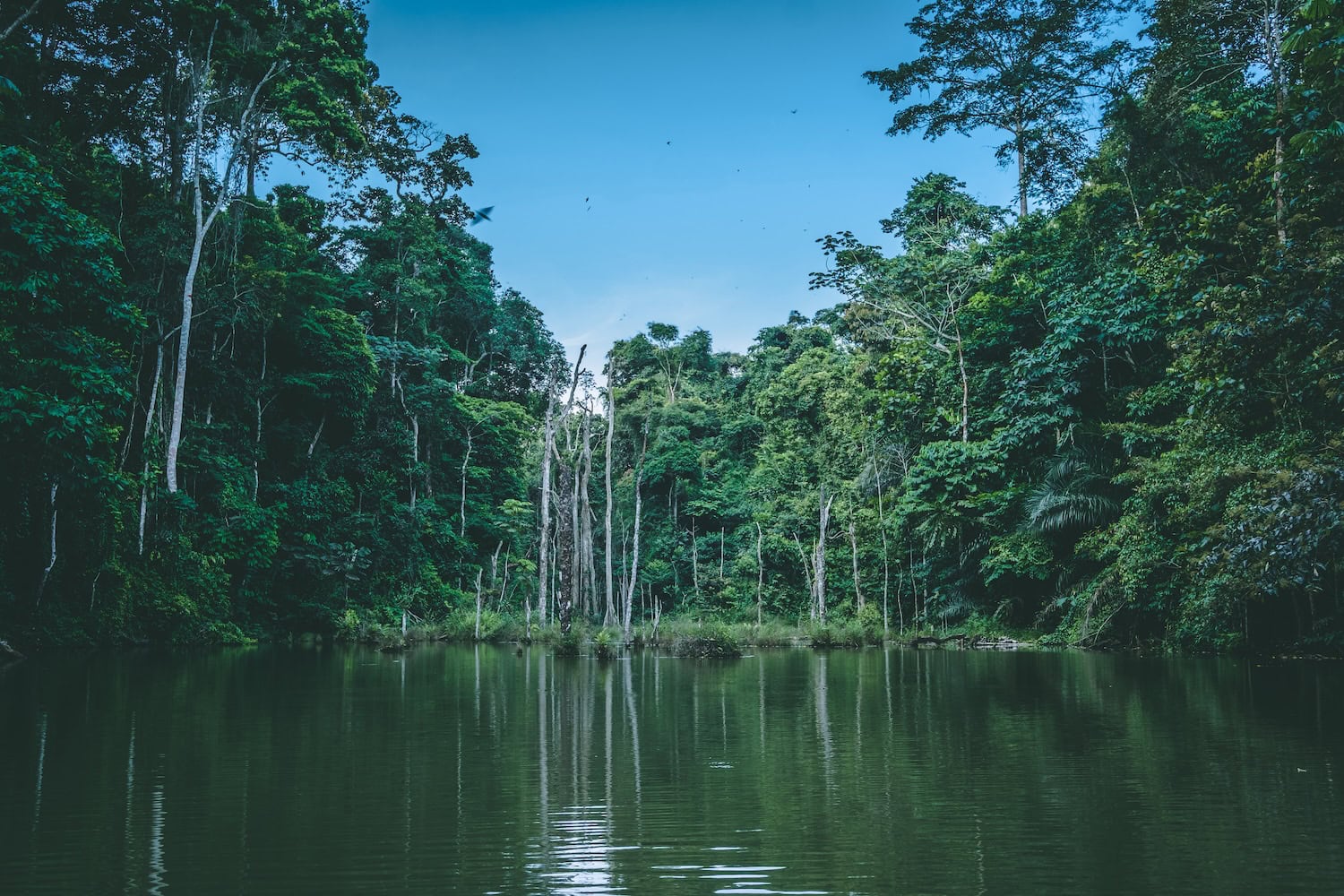 Regenwald in Cabinda im Norden Angolas