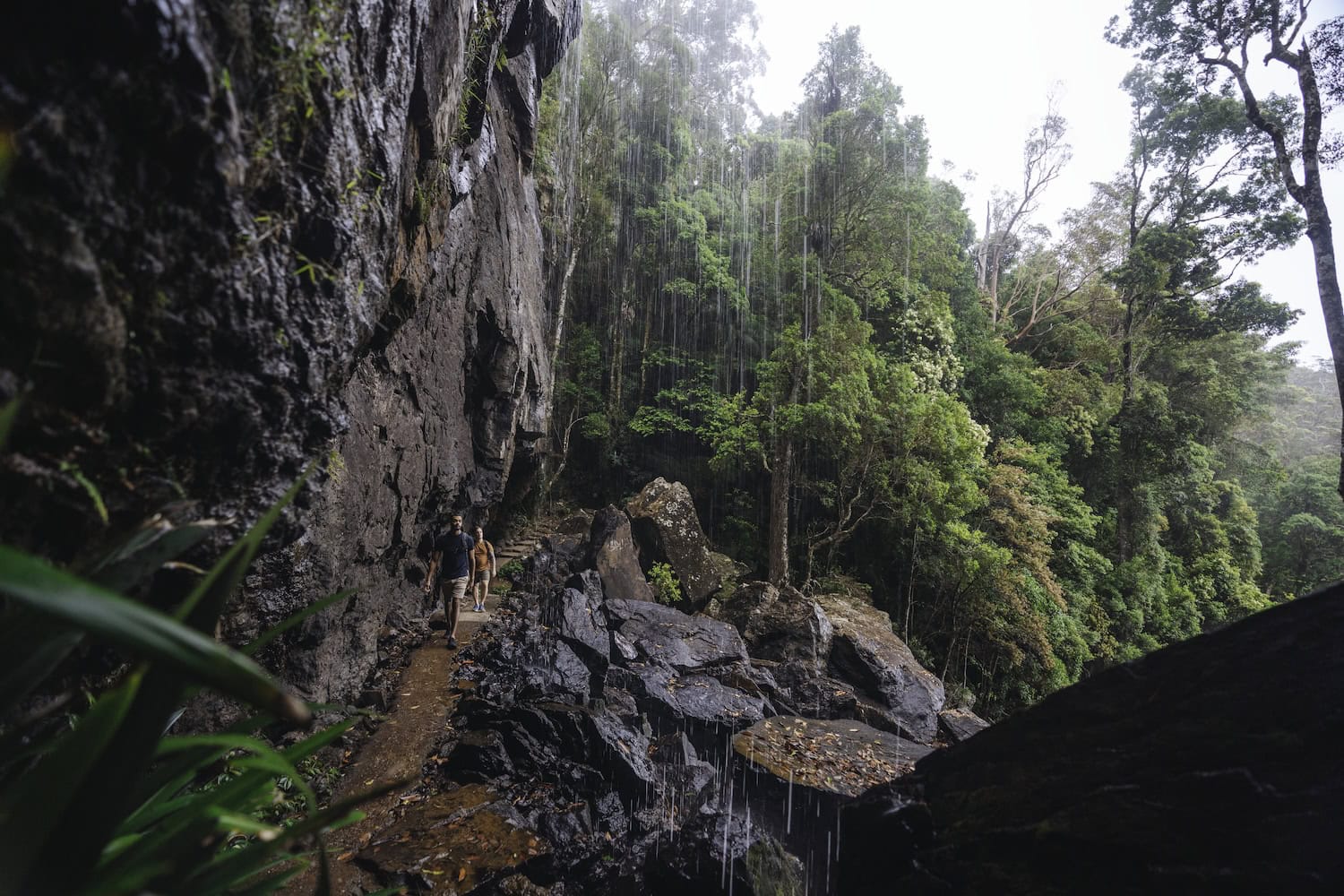 Wanderer im Regenwald Springbook Nationalpark