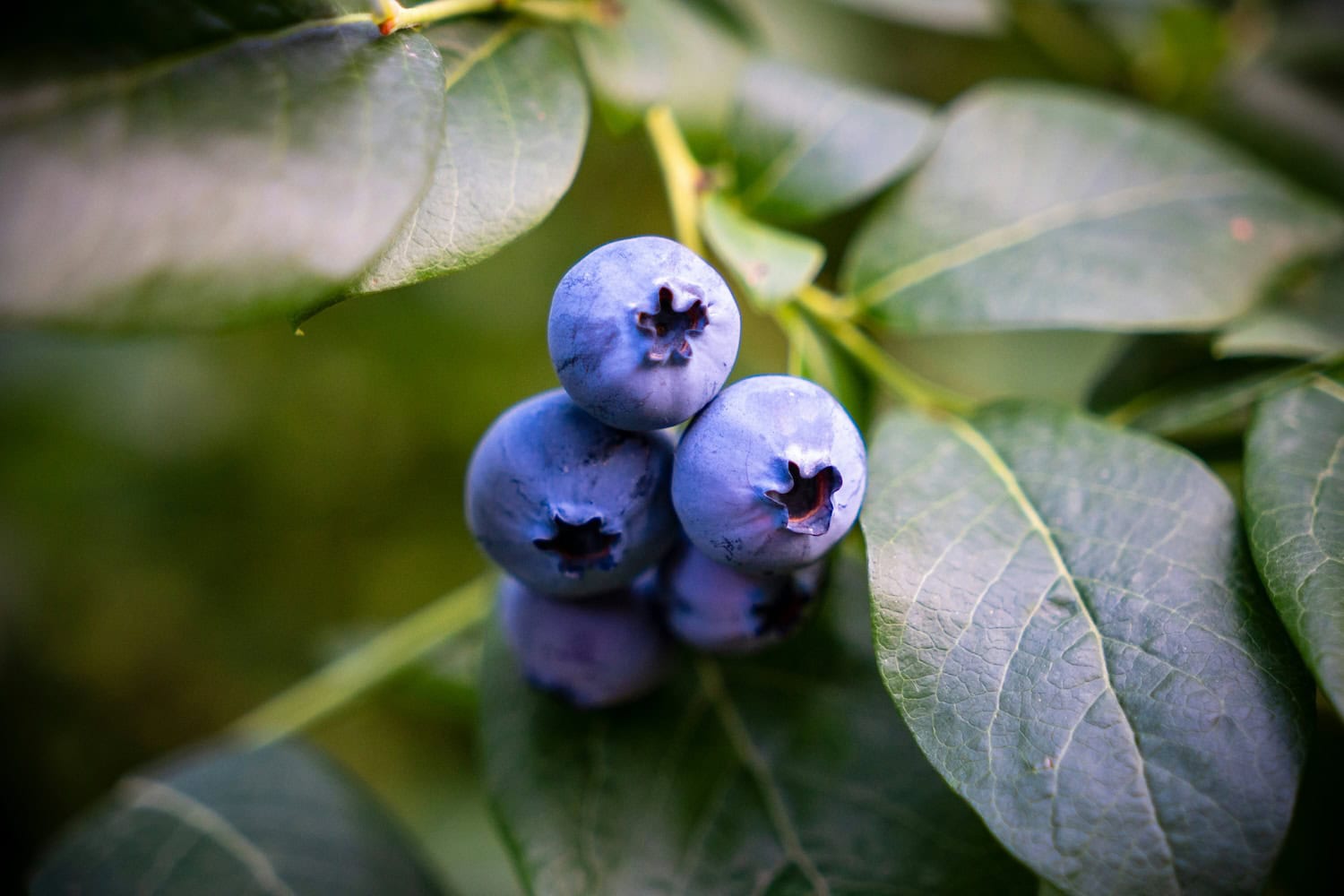 Blaubeere an einem Ast