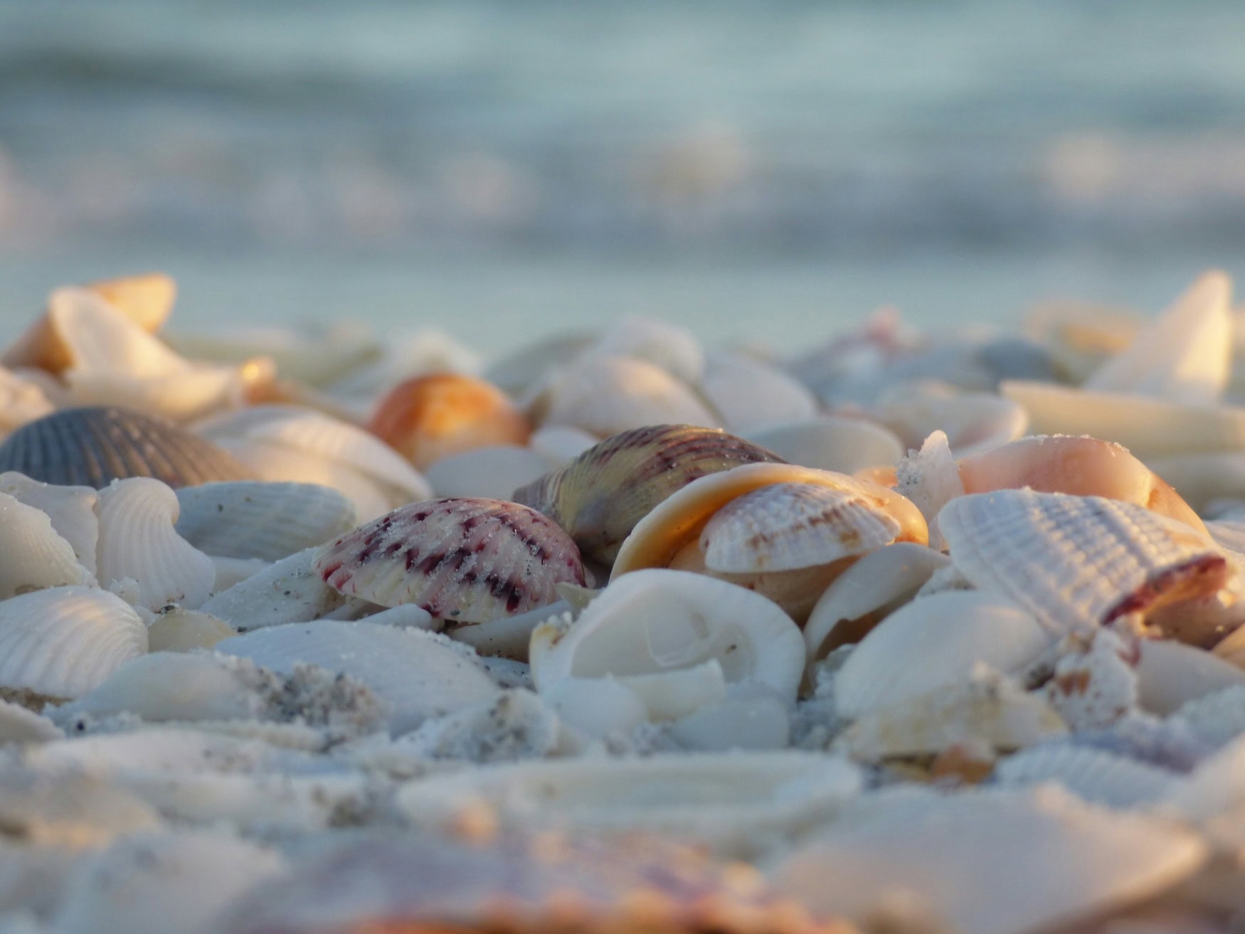 Muscheln am Strand.