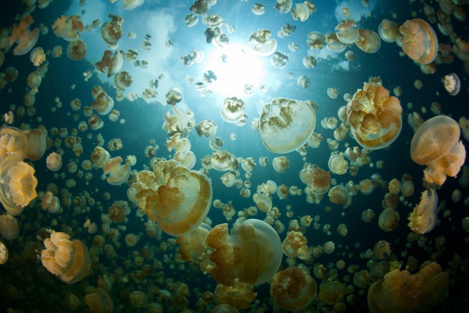 Jellyfish Lake auf Palau