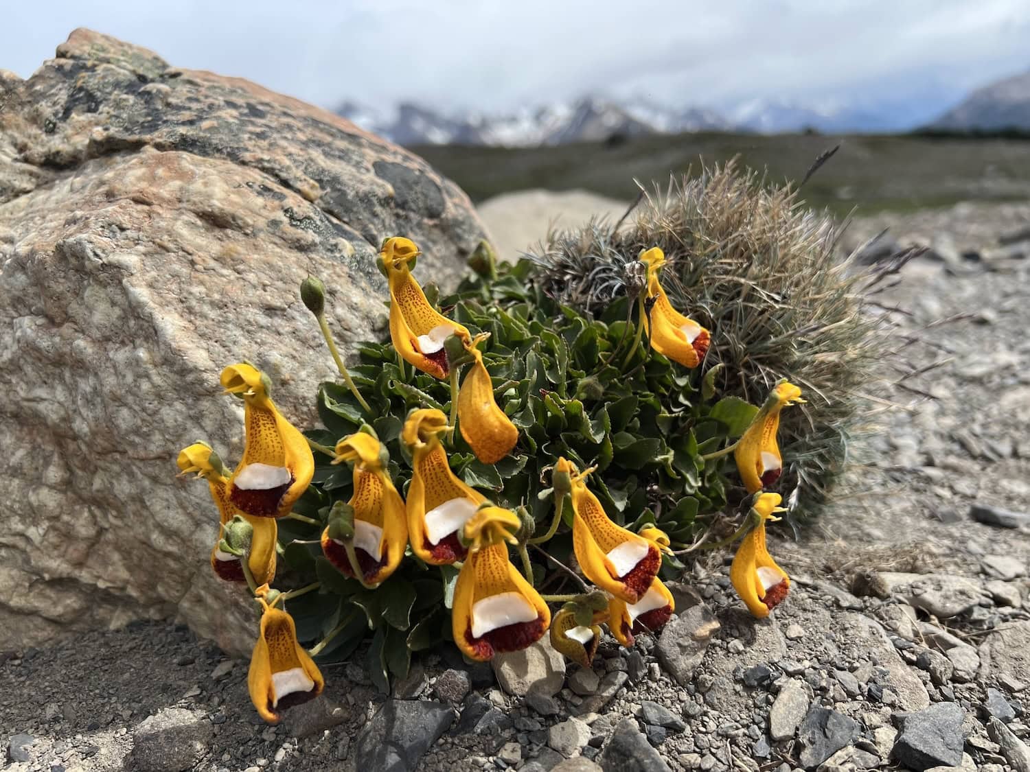 Darwins Pantoffelblume in Patagonien