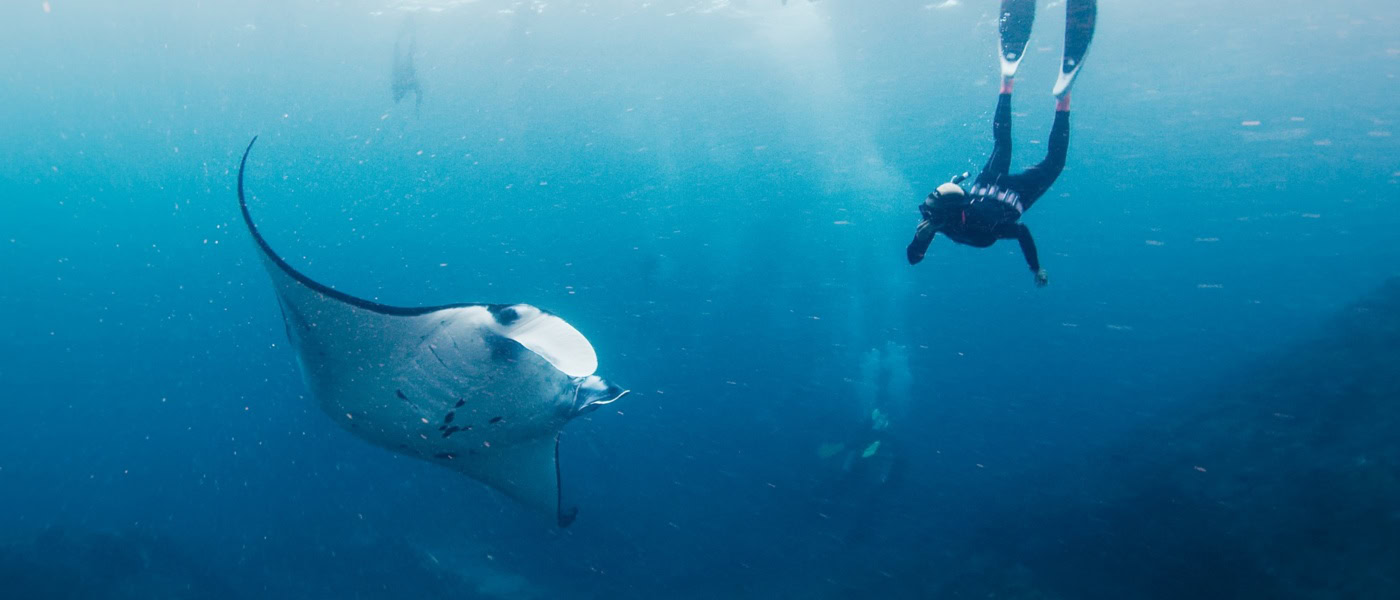 Unter der Wasseroberfläche des Meeres schwimmen ein Mantarochen und eine Person mit Schnorchelausrüstung nebeneinander.