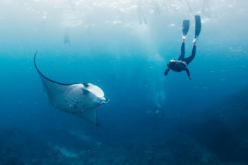 Unter der Wasseroberfläche des Meeres schwimmen ein Mantarochen und eine Person mit Schnorchelausrüstung nebeneinander.