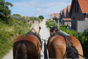 Pferdekutsche auf Juist
