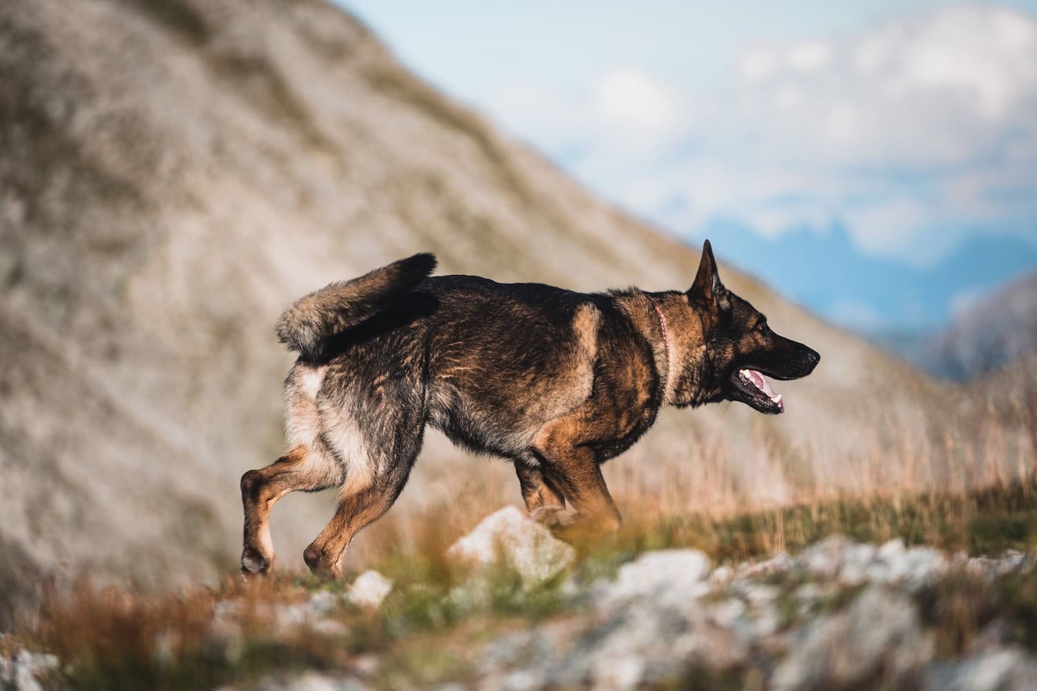 Hund in den Bergen