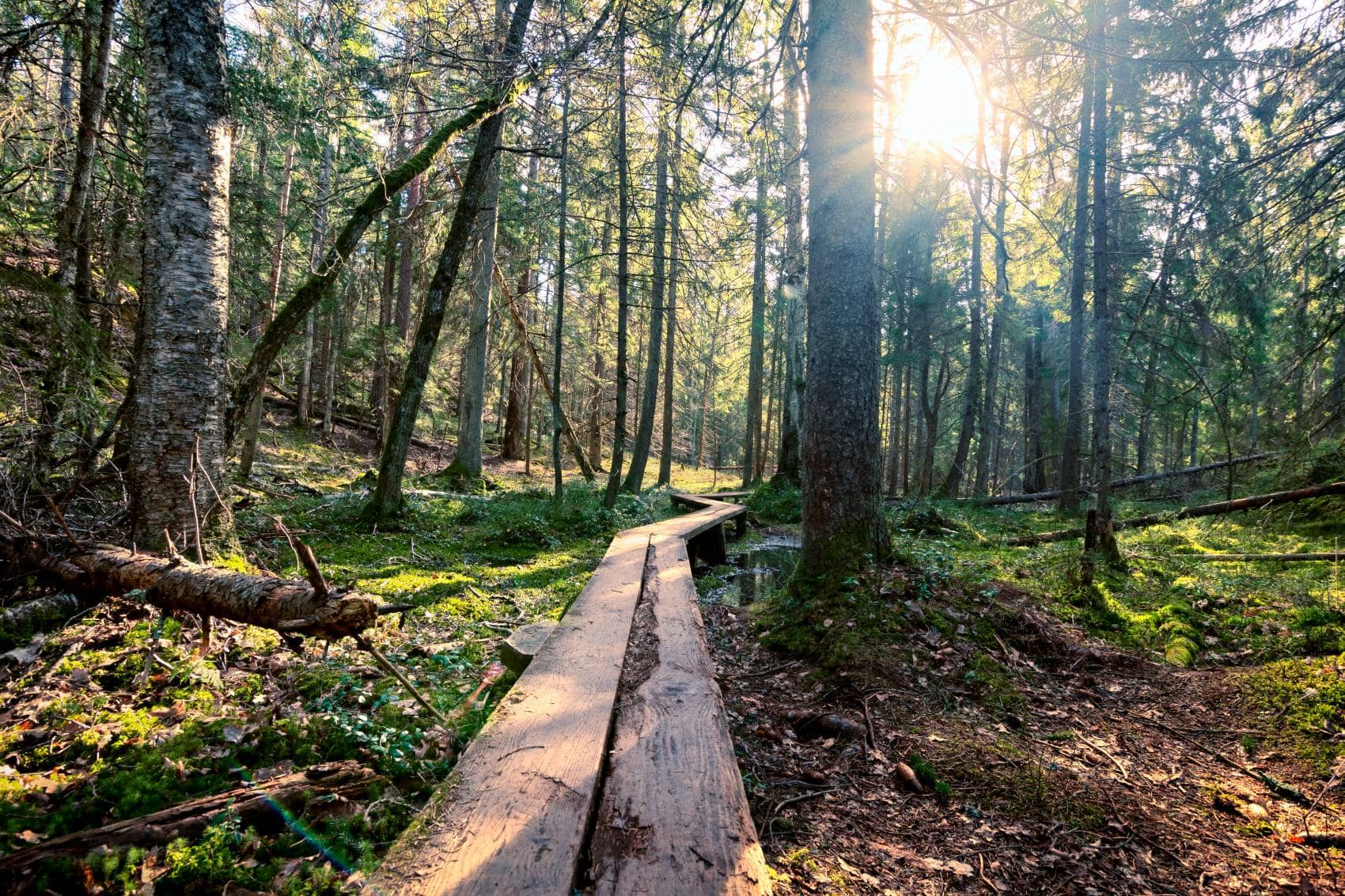 Wanderweg im Tyresta-Nationalpark in Schweden 