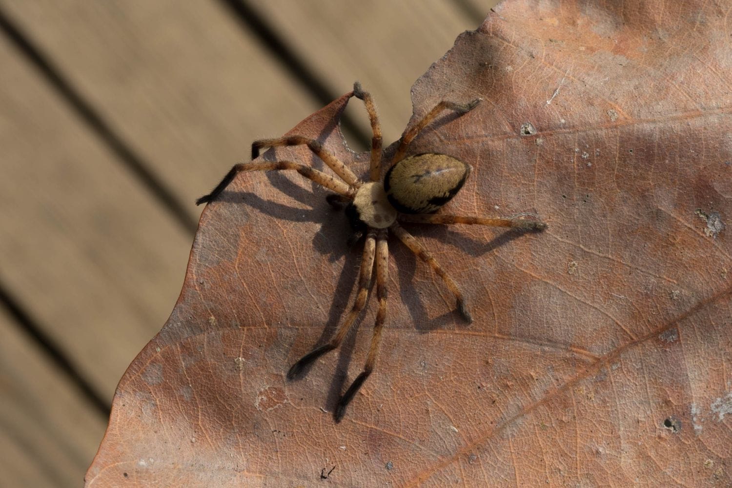 Nahaufnahme einer Violinspinne (Loxosceles rufescens)