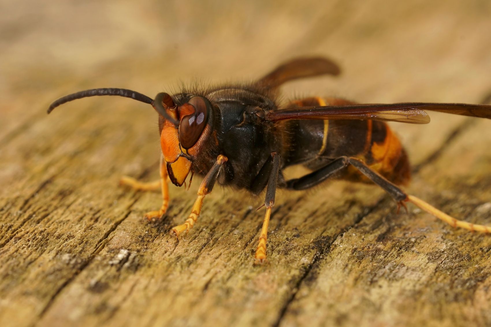 Nahaufnahme der Asiatischen Hornisse (Vespa velutina)
