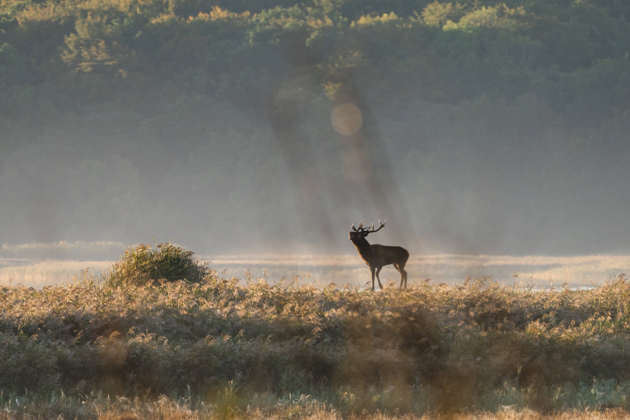 Ein röhrender Hirsch in der Boddenlandschaft von Mecklenburg-Vorpommern. I Foto: TMV/Gross