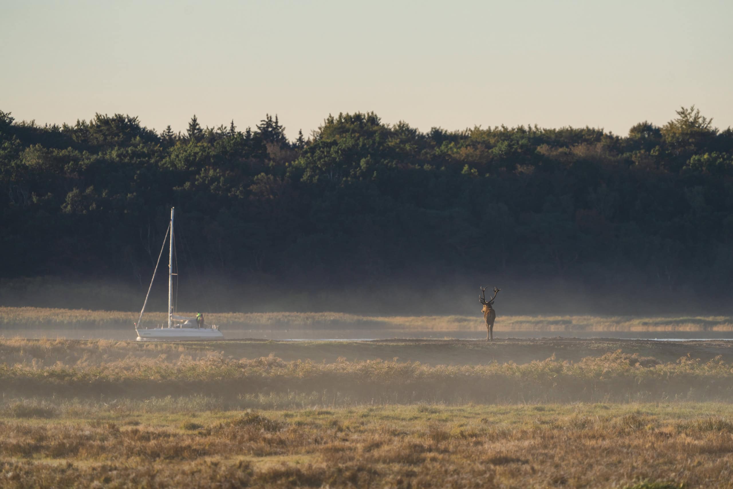 Segelboot treibt an einem Hirsch vorbei.