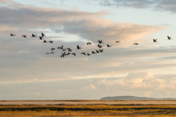 Kraniche fliegen in Formation über den Nationalpark Vorpommersche Boddenlandschaft. I Foto: TMV/Gross
