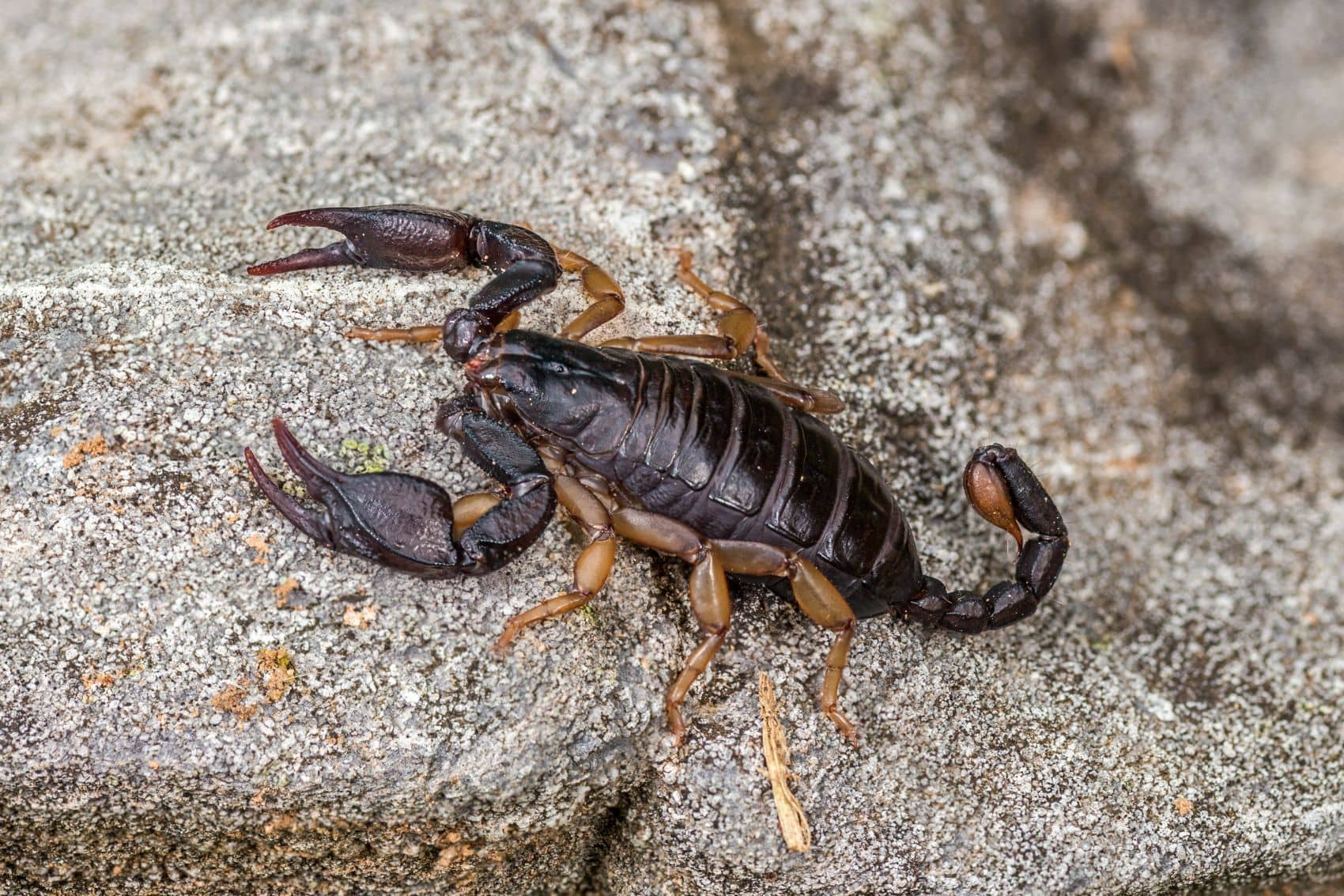 Nahaufnahme eines Gemeinen europäischen Skorpions (Euscorpius flavicaudis)