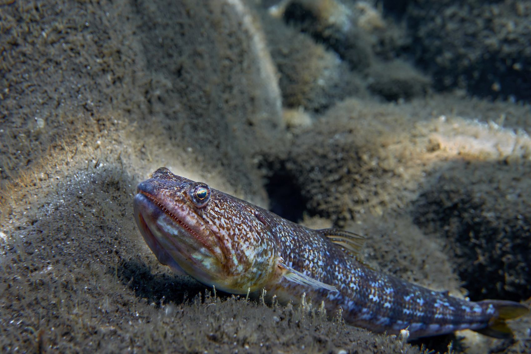 Gewöhnliches Petermännchen im Wasser (Trachinus draco)