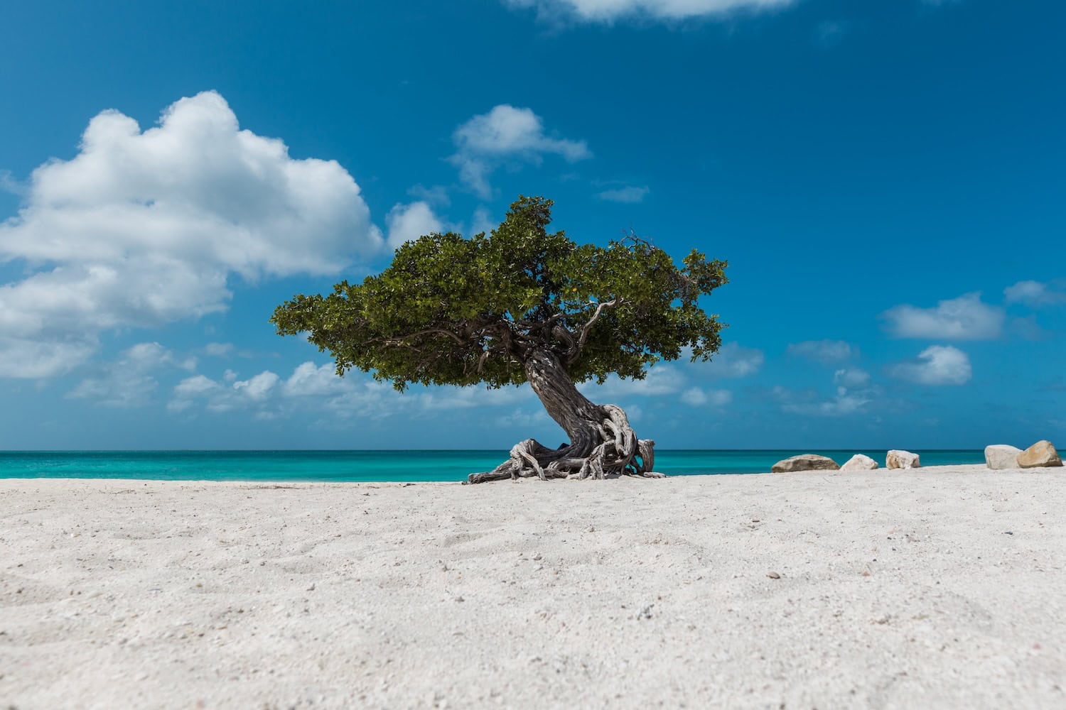 Baum am Eagle Beach auf Aruba