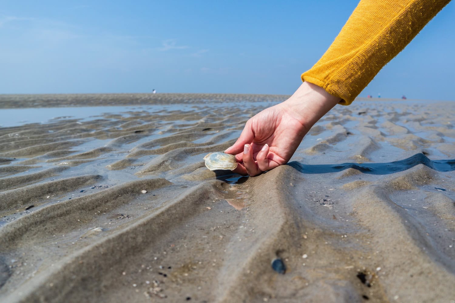 eine Hand hält eine Muscheln im Watt