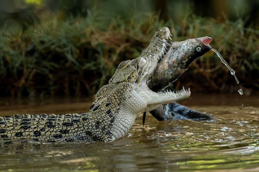 Unterschied Krokodil Und Alligator Und Wo Sie Zu Finden Sind Reisen unterschied-krokodil-und-alligator-und-wo-sie-zu-finden-sind-reisen