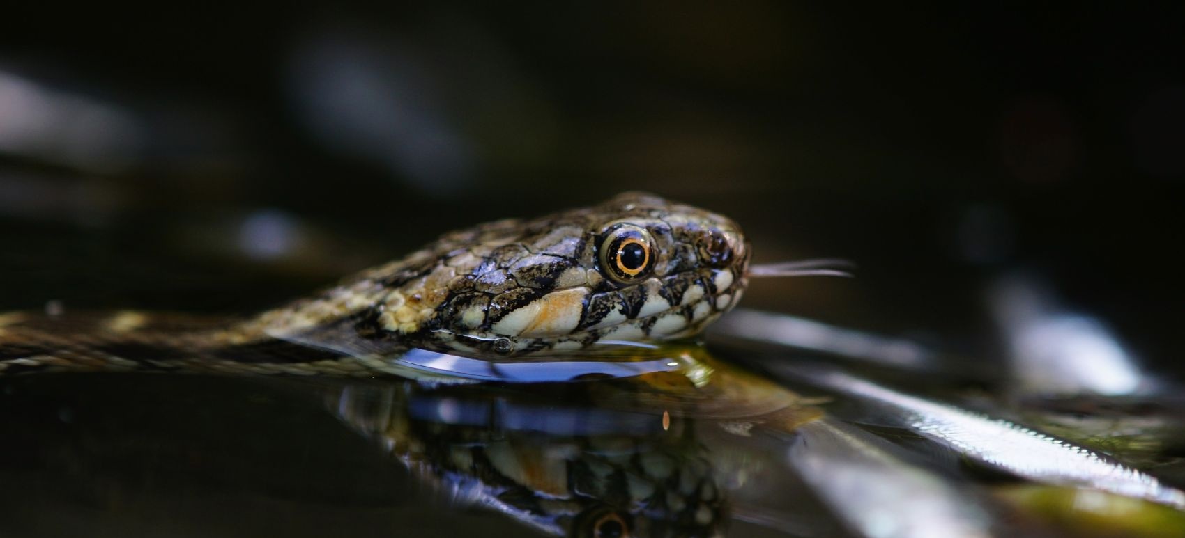 Schwimmende Vipernatter (natrix maura)