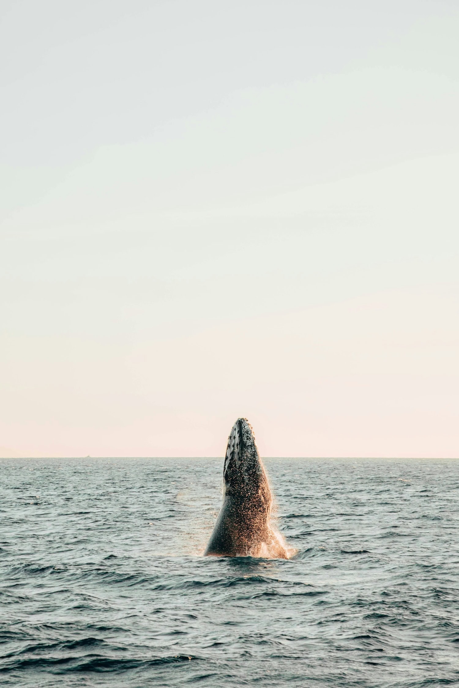Buckelwal springt aus dem Wasser