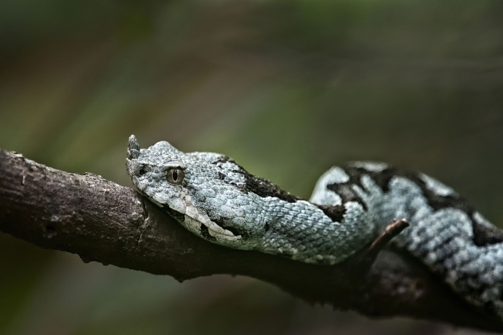 Nahaufnahme einer Europäische Hornotter (Vipera ammodytes)