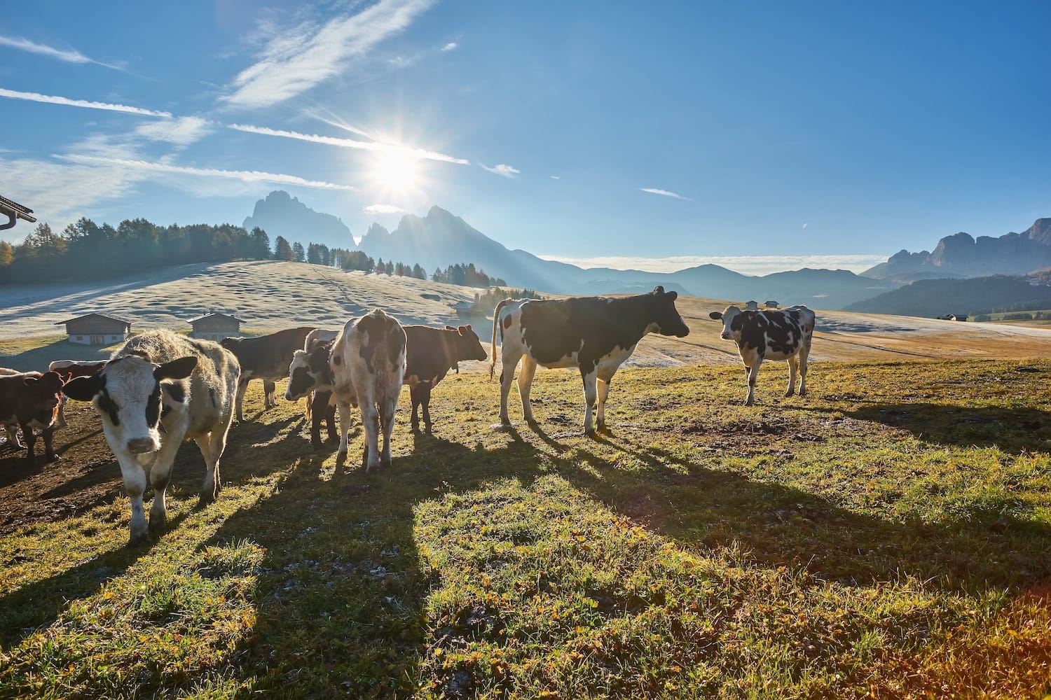 Kühe in den Bergen mit Sonne und blauem Himmel