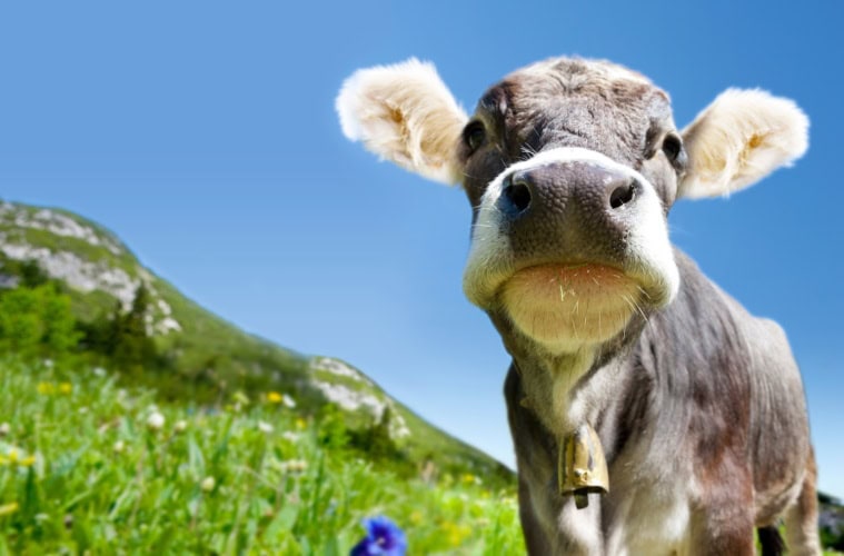 Kuh in den Alpen ganz nah