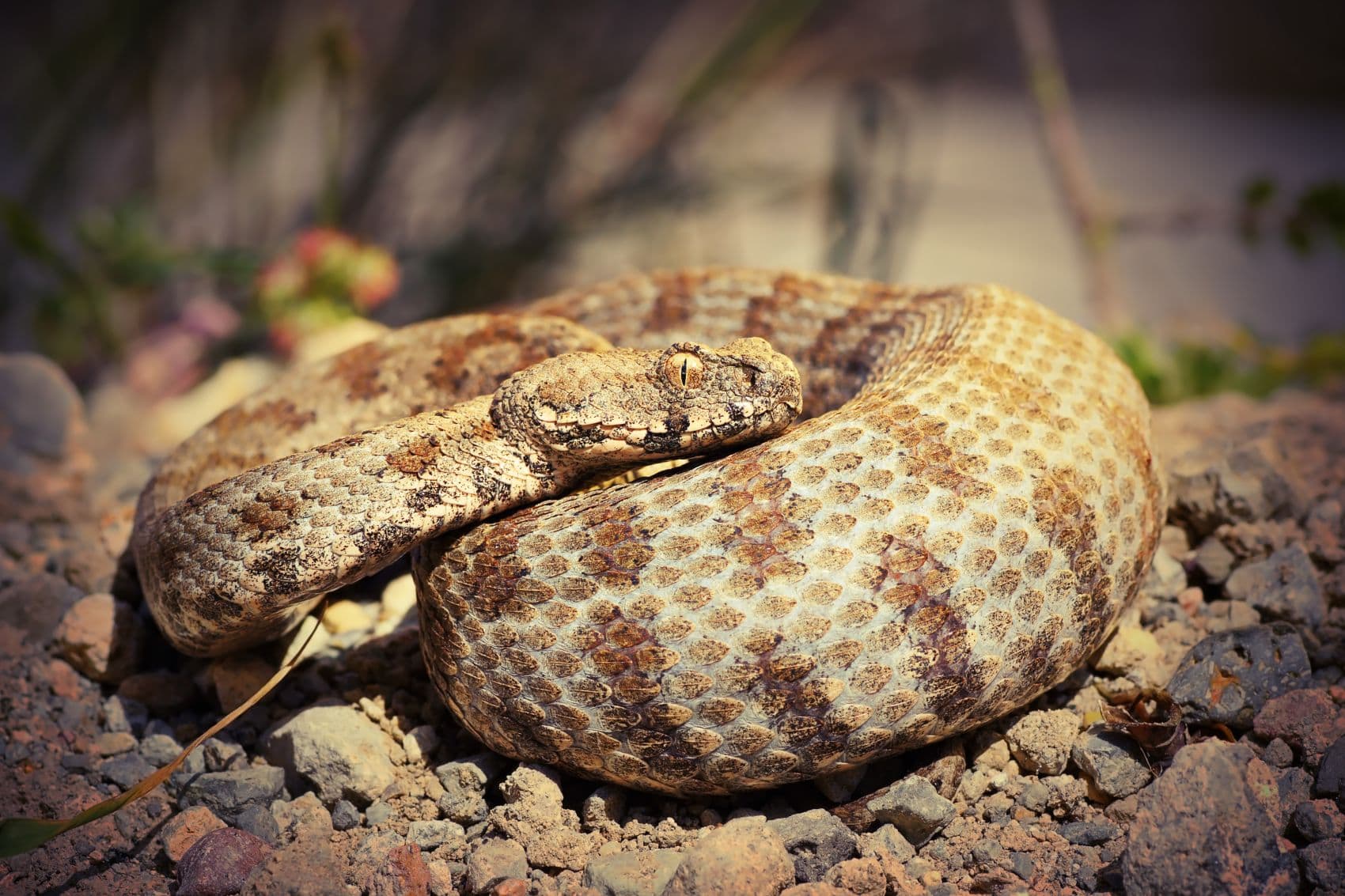 Nahaufnahme einer Levanteotter (Macrovipera lebetina)